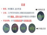 2025年蘇教版七年級生物上冊 第1節(jié) 真菌、細菌和病毒（課件）