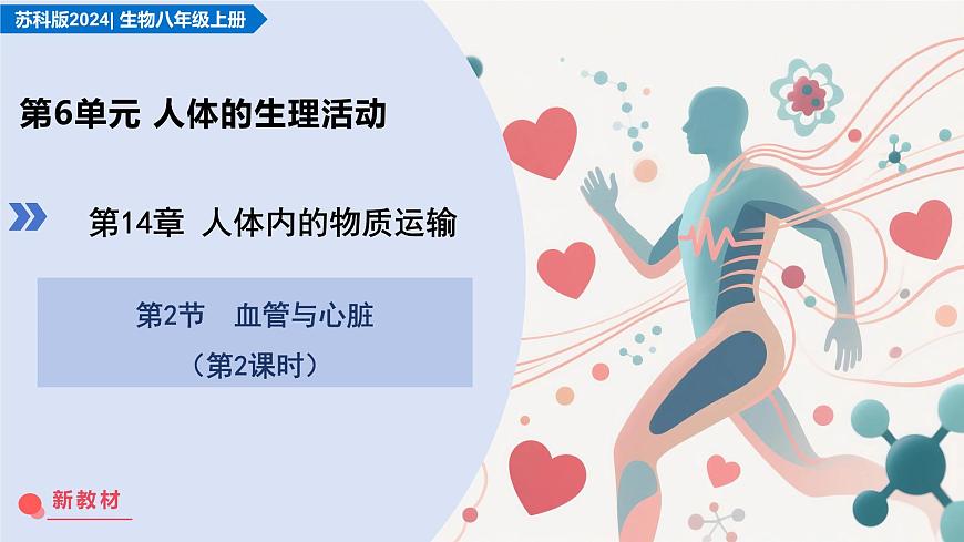 14.2 血管与心脏 第2课时（教学课件）-2025-2026学年八年级生物上册（苏科版2024）第1页