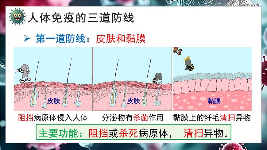 5.13.2 人体免疫（教学课件）-2025-2026学年八年级生物上册（北师大版2024）第7页