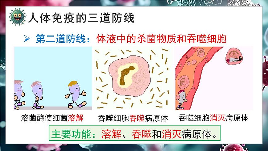 5.13.2 人体免疫（教学课件）-2025-2026学年八年级生物上册（北师大版2024）第8页