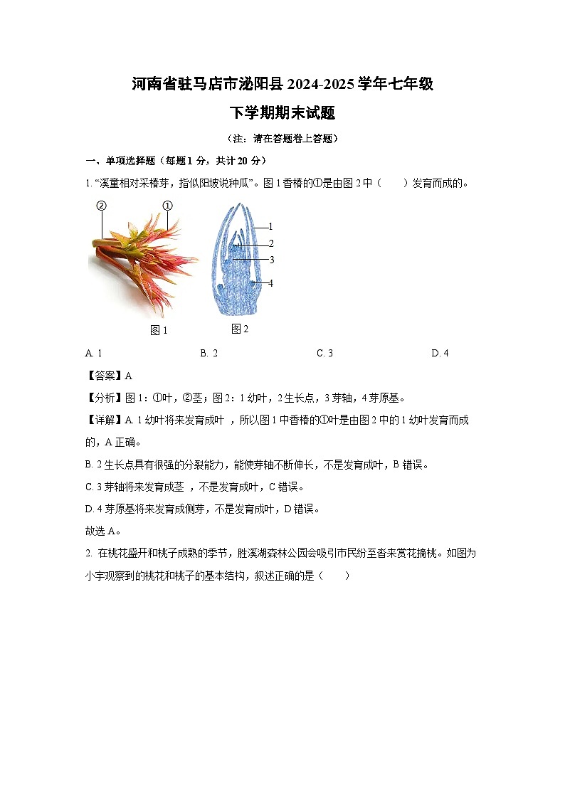 河南省驻马店市泌阳县2024-2025学年七年级下学期期末生物试卷（解析版）第1页