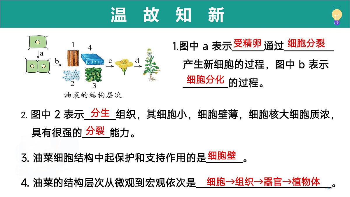 2.1.1 藻类、苔藓植物和蕨类植物能用孢子繁殖后代 第1课时（教学课件）-2025-2026学年七年级生物上册（济南版2024）第2页