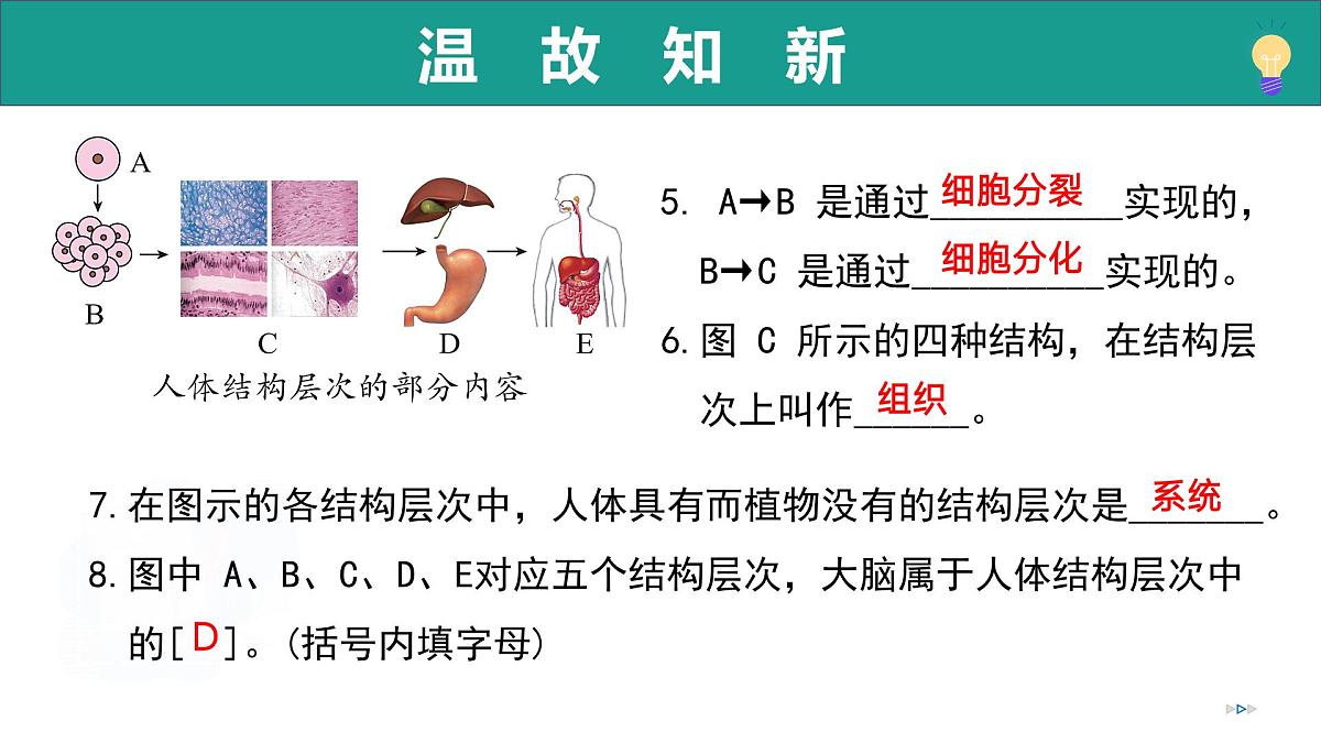 2.1.1 藻类、苔藓植物和蕨类植物能用孢子繁殖后代 第1课时（教学课件）-2025-2026学年七年级生物上册（济南版2024）第3页