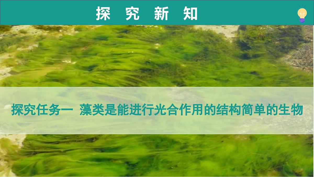 2.1.1 藻类、苔藓植物和蕨类植物能用孢子繁殖后代 第1课时（教学课件）-2025-2026学年七年级生物上册（济南版2024）第7页