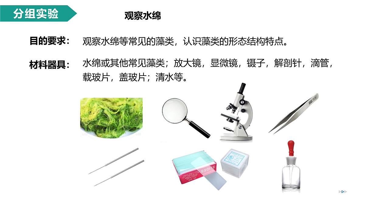 2.1.1 藻类、苔藓植物和蕨类植物能用孢子繁殖后代 第1课时（教学课件）-2025-2026学年七年级生物上册（济南版2024）第8页