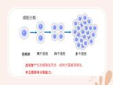 【核心素養(yǎng)目標(biāo)】魯科版生物六年級上冊2.2.2《動物體的結(jié)構(gòu)層次》課件