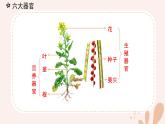 【核心素養(yǎng)目標(biāo)】魯科版生物六年級上冊2.2.3《植物體的結(jié)構(gòu)層次》課件