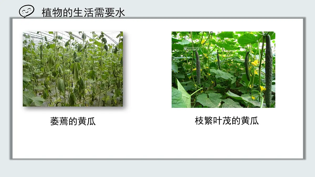 【核心素养目标】北京版初中生物七年级上册2.1.1《植物所需的水和无机盐》课件第5页