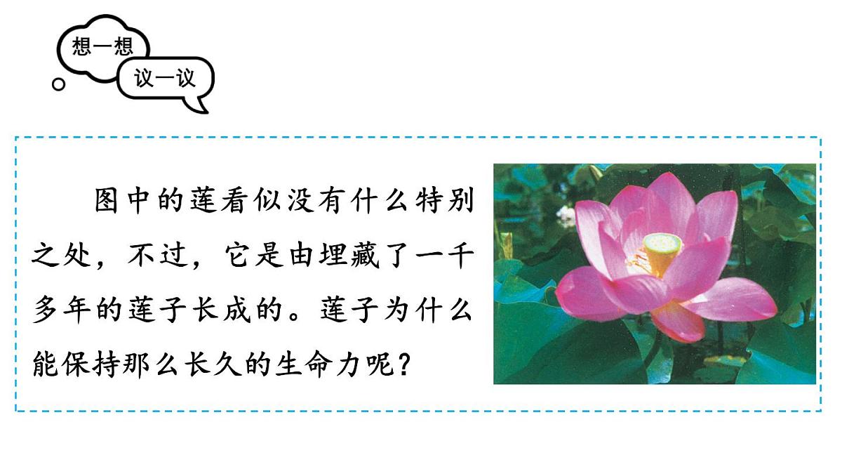 2025年秋人教七年级生物上册 第二节 种子植物（课件）第5页