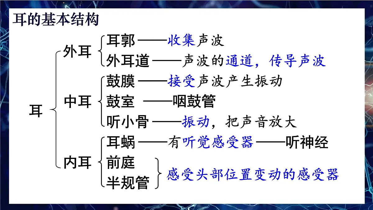 第2课时 耳和听觉第6页
