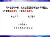 人教版（2024）生物八年年級上冊 4.6.4 激素調(diào)節(jié) （課件）