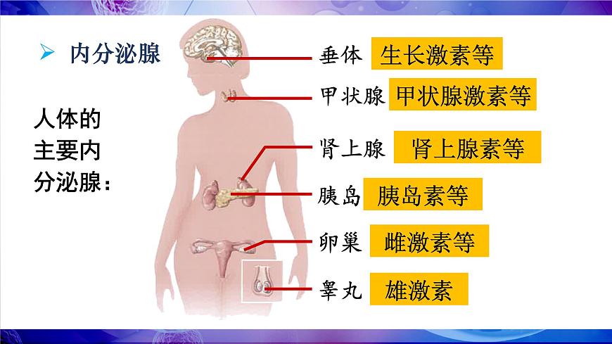 第四节 激素调节第7页
