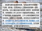 人教版（2024）生物八年年級上冊 5.1.1 生物與環(huán)境的相互作用 （課件）