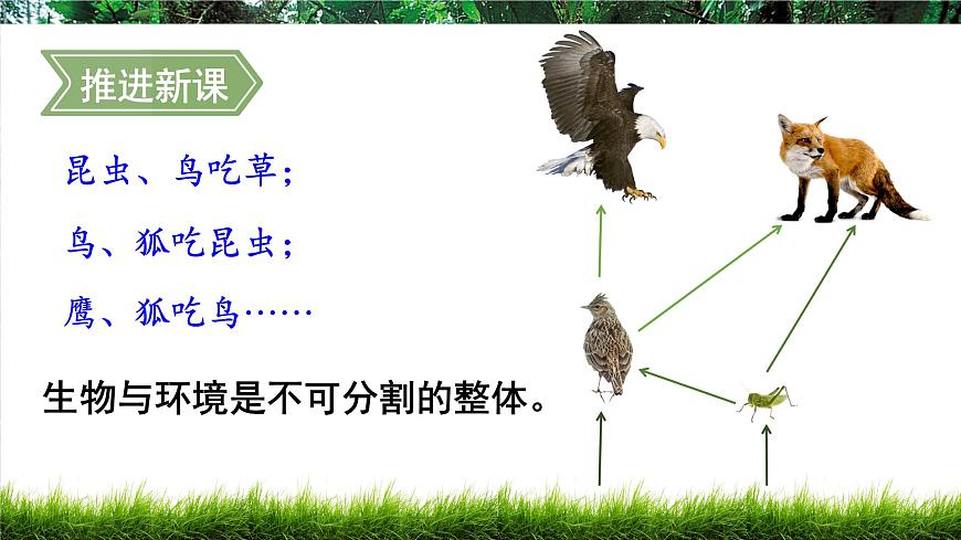 第二节 生态系统的结构和功能第5页