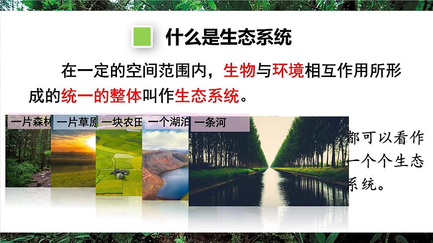 第二节 生态系统的结构和功能第6页