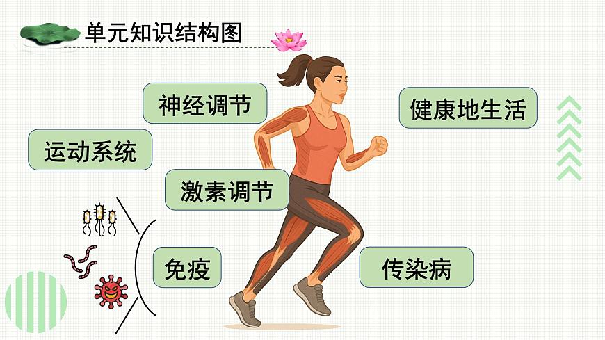 人教版（2024）生物八年年级上册 第四单元 人体生理与健康（二） 单元小结 （课件）第2页