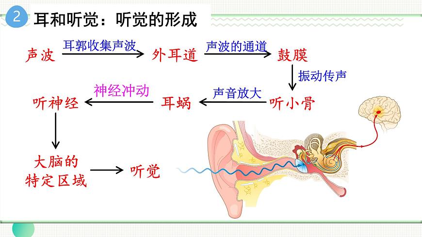 人教版（2024）生物八年年级上册 第四单元 人体生理与健康（二） 单元小结 （课件）第7页