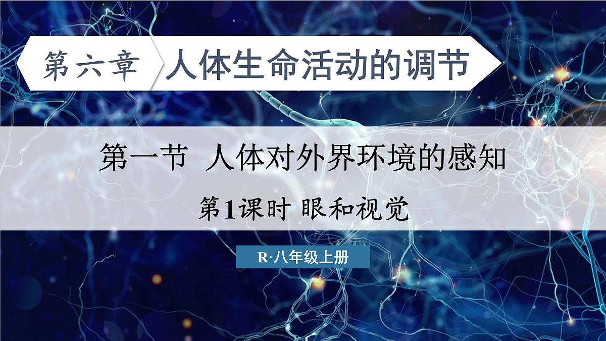 人教版生物八年级上册4.6.1.1 眼和视觉 课件第2页