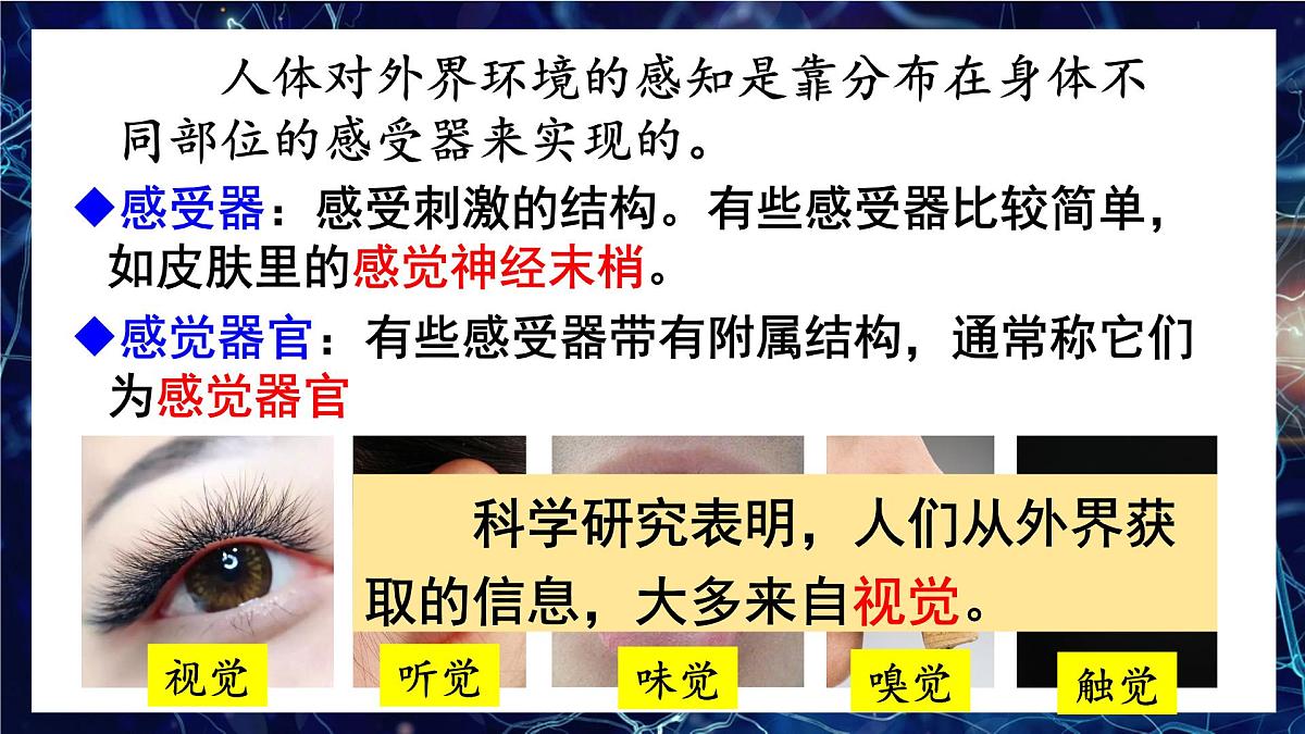 人教版生物八年级上册4.6.1.1 眼和视觉 课件第7页