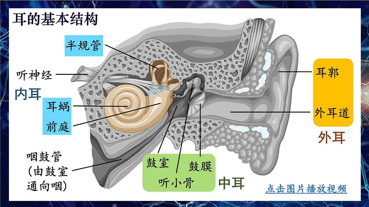 人教版生物八年级上册4.6.1.2 耳和听觉 课件第5页