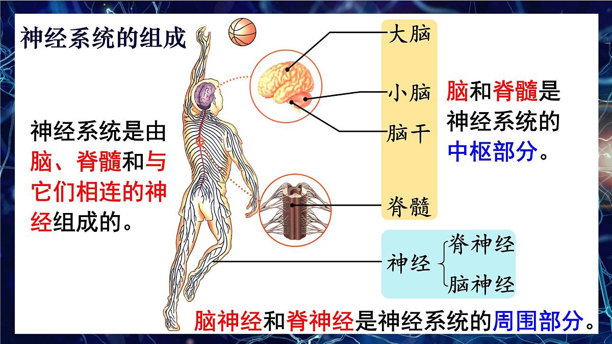 人教版生物八年级上册4.6.2.1神经系统的组成 课件第5页