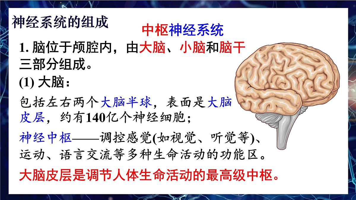 人教版生物八年级上册4.6.2.1神经系统的组成 课件第6页