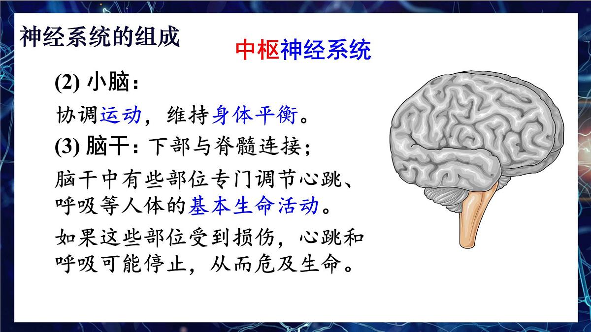 人教版生物八年级上册4.6.2.1神经系统的组成 课件第7页