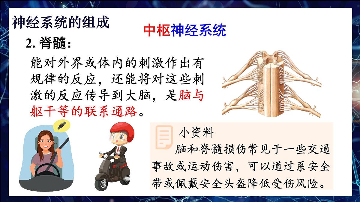 人教版生物八年级上册4.6.2.1神经系统的组成 课件第8页