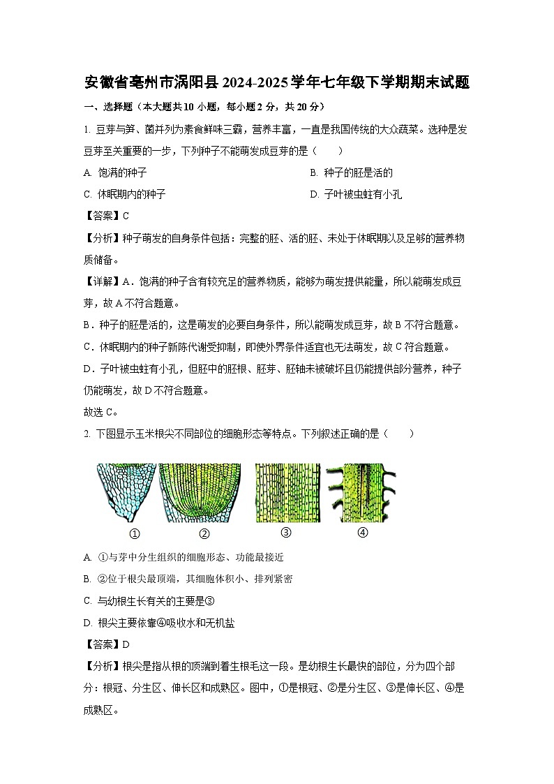 安徽省亳州市涡阳县2024-2025学年七年级下学期期末生物试卷（解析版）第1页