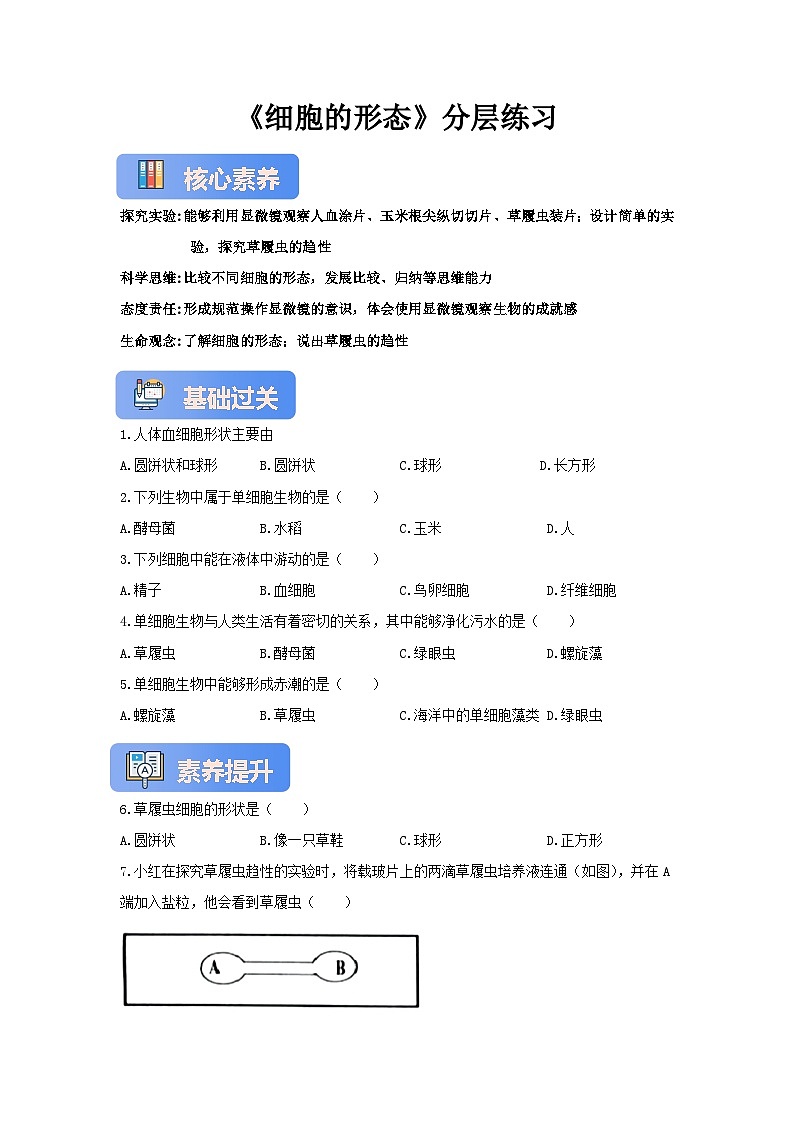 【核心素养】冀少版七上《细胞的形态》分层练习第1页