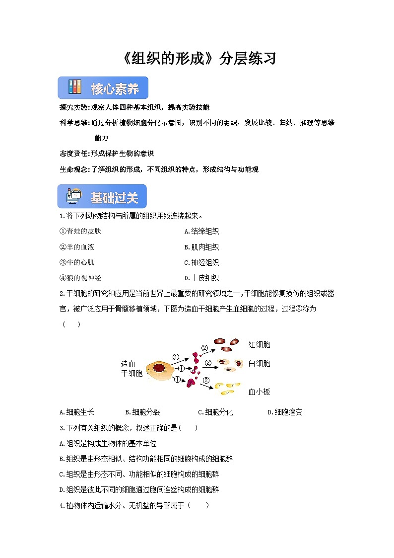 【核心素养】冀少版七上《组织的形成》分层练习第1页