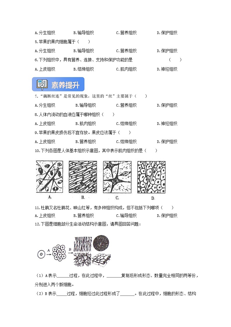 【核心素养】冀少版七上《组织的形成》分层练习第2页