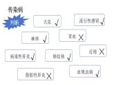 4.7.1傳染病及其預(yù)防（課件）2025-2026學(xué)年人教版八年級(jí)生物上冊(cè)