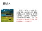5.1.1生物與環(huán)境的相互作用（課件）2025-2026學(xué)年人教版八年級生物上冊
