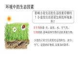 5.1.1生物與環(huán)境的相互作用（課件）2025-2026學(xué)年人教版八年級生物上冊