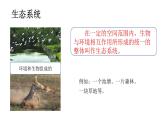 5.1.2生態(tài)系統(tǒng)的結(jié)構(gòu)和功能（課件）2025-2026學(xué)年人教版八年級生物上冊