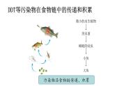 5.2.1分析人類活動(dòng)對生態(tài)環(huán)境的影響（課件）2025-2026學(xué)年人教版八年級生物上冊