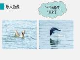 5.2.2維護(hù)生態(tài)安全（課件）2025-2026學(xué)年人教版八年級生物上冊
