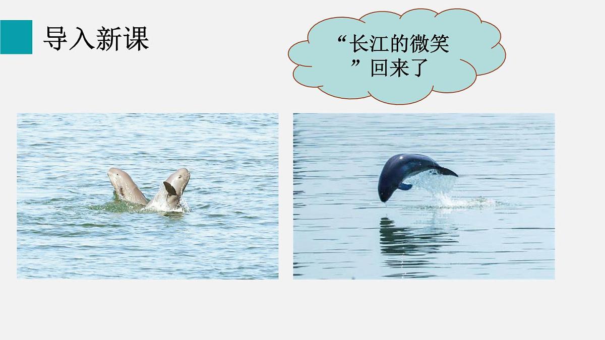 5.2.2维护生态安全（课件）2025-2026学年人教版八年级生物上册第2页