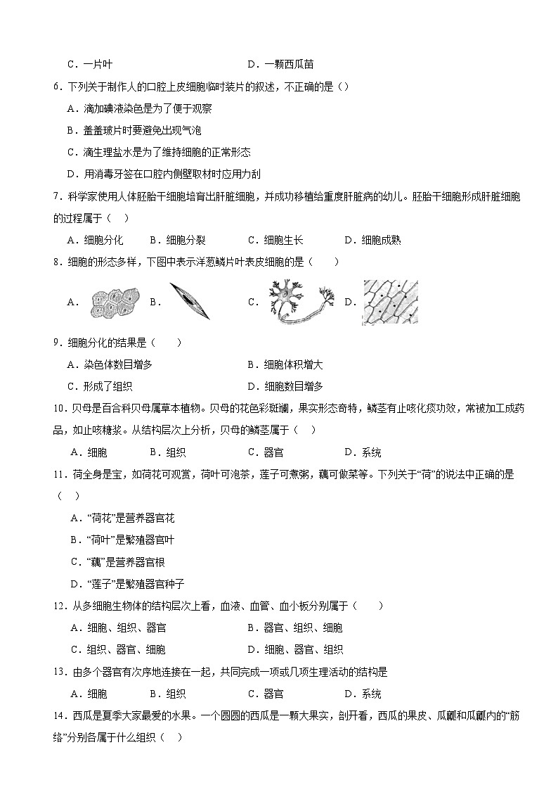 人教版（2024）七年级上册生物第一单元 生物和细胞 单元测试卷（含答案）第2页