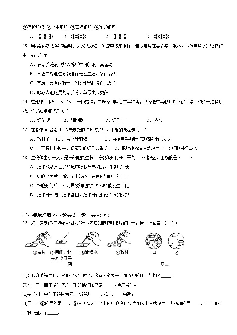 人教版（2024）七年级上册生物第一单元 生物和细胞 单元测试卷（含答案）第3页