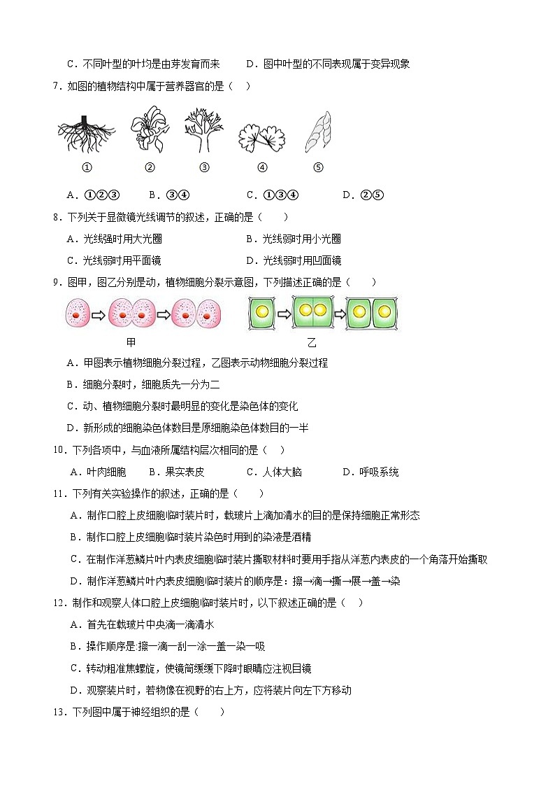 人教版（2024）七年级上册生物第一单元 生物和细胞 学情评估测试卷（含答案）第2页