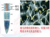 3.2.1 水的利用與散失 課件-2024-2025學(xué)年人教版生物七年級(jí)下冊(cè)