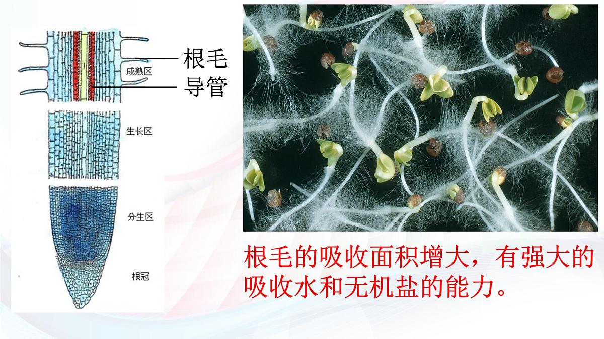 3.2.1 水的利用与散失 课件-2024-2025学年人教版生物七年级下册第4页