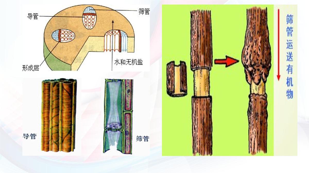3.2.1 水的利用与散失 课件-2024-2025学年人教版生物七年级下册第7页