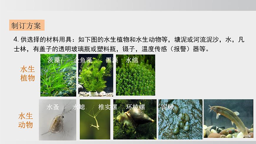 综合实践项目 设计并制作生态瓶（课件）2025-2026学年人教版八年级生物上册第6页