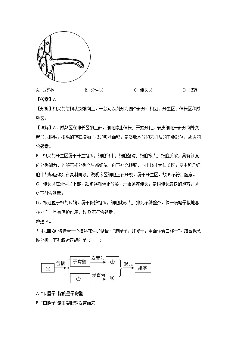 2024-2025学年安徽省亳州市七年级下学期期末生物试卷（解析版）第2页