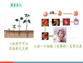 【新教材新課標(biāo)】蘇教版生物七年級上冊1.2.1 細(xì)胞的分裂和分化（教學(xué)課件+教學(xué)設(shè)計）