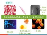 【新教材新課標(biāo)】蘇教版生物七年級上冊1.1.2 動物細(xì)胞的結(jié)構(gòu)與功能（教學(xué)課件+教學(xué)設(shè)計）