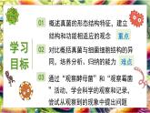 北師大版生物八年級(jí)上冊(cè)5.12.1 微生物的特點(diǎn)和主要類型 第2課時(shí) 課件